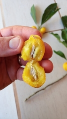 Chrysophyllum gonocarpum