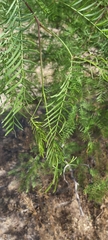 Prosopis chilensis