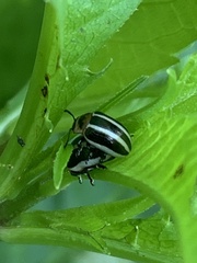 Calligrapha californica