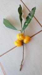 Chrysophyllum gonocarpum