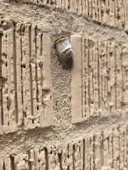 Zachrysia provisoria