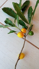 Chrysophyllum gonocarpum