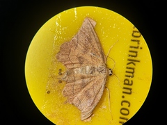 Idaea emarginata