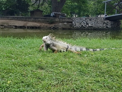 Iguana iguana
