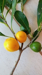 Chrysophyllum gonocarpum