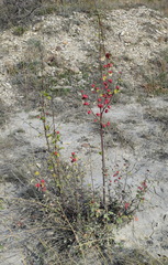 Cotoneaster tauricus