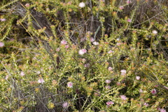 Diastella divaricata divaricata