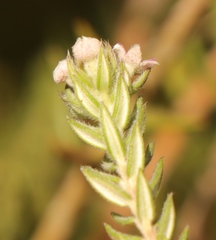Phylica pinea