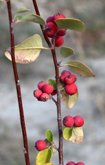 Cotoneaster tauricus
