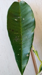 Chrysophyllum gonocarpum