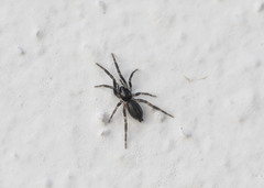 Drassyllus