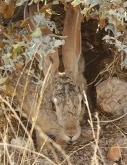 Pronolagus randensis