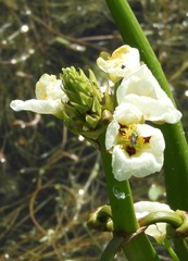 Sagittaria montevidensis