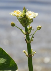 Sagittaria montevidensis