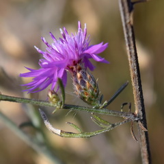 Centaurea caprina