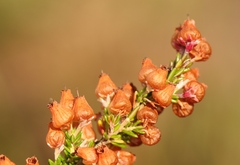Erica glomiflora