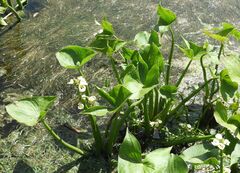 Sagittaria montevidensis