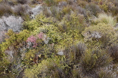 Diastella divaricata divaricata