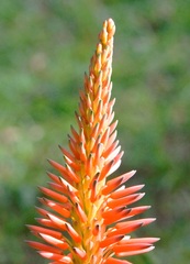 Aloe arborescens