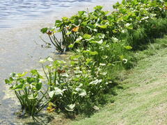 Sagittaria montevidensis