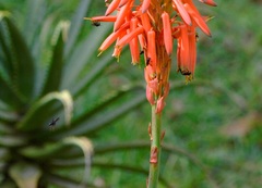 Aloe arborescens