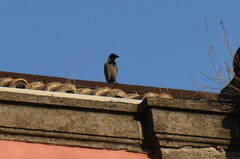Corvus cornix