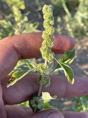Amaranthus fimbriatus
