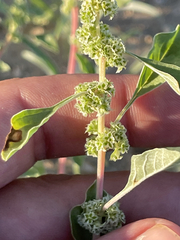 Amaranthus fimbriatus
