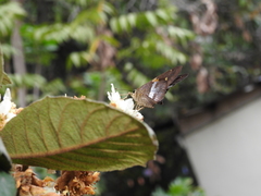 Aguna asander asander