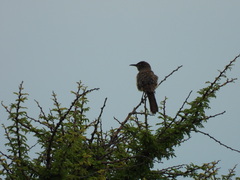 Campylorhynchus brunneicapillus