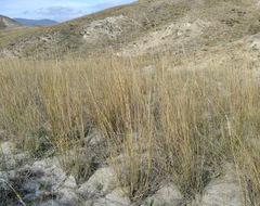 Thinopyrum elongatum