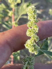 Amaranthus fimbriatus