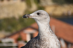Larus michahellis