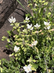 Syncolostemon persimilis