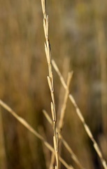 Thinopyrum elongatum