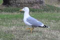 Larus michahellis