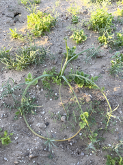 Triteleiopsis palmeri