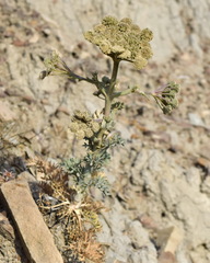 Seseli gummiferum