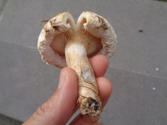 Lactarius