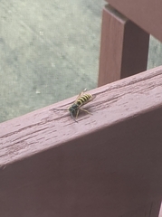 Vespula