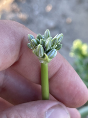 Triteleiopsis palmeri