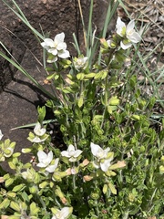 Syncolostemon persimilis