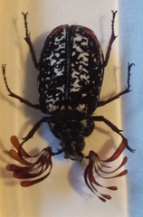 Polyphylla laticollis