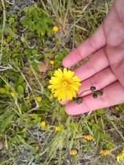 Crepis sancta