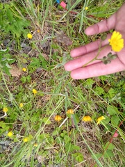 Crepis sancta