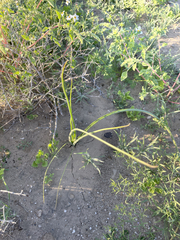 Triteleiopsis palmeri