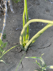 Triteleiopsis palmeri