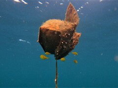 Gnathanodon speciosus
