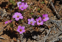 Linanthus orcuttii