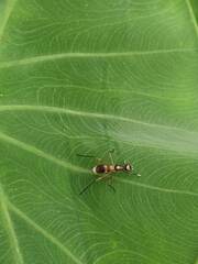 Taeniaptera trivittata